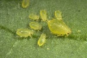 uploads/images/pest/peach potato aphid.jpg